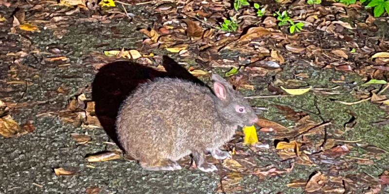 アマミノクロウサギ探検ナイトツアー